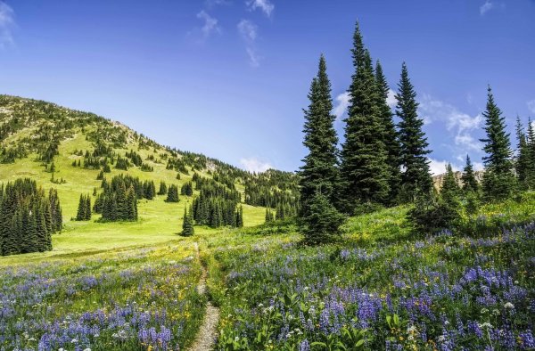 Пейзаж лето