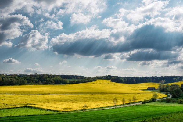 Природа поля Луга