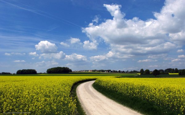 Поле деревня