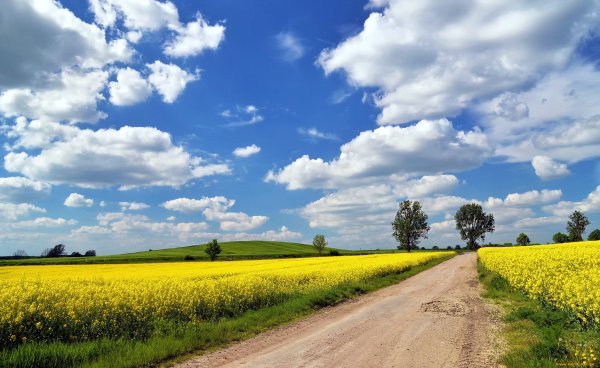 Проселочная дорога поле пшеницы