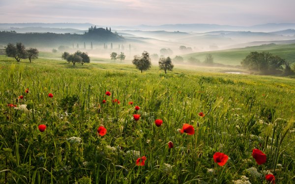 Тоскана Италия маковые поля