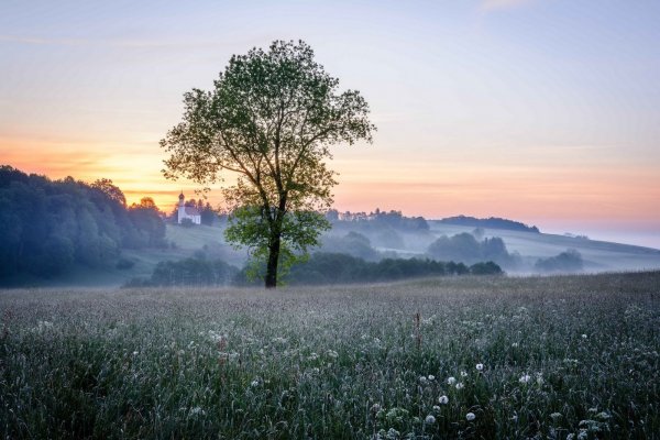 Утреннее поле