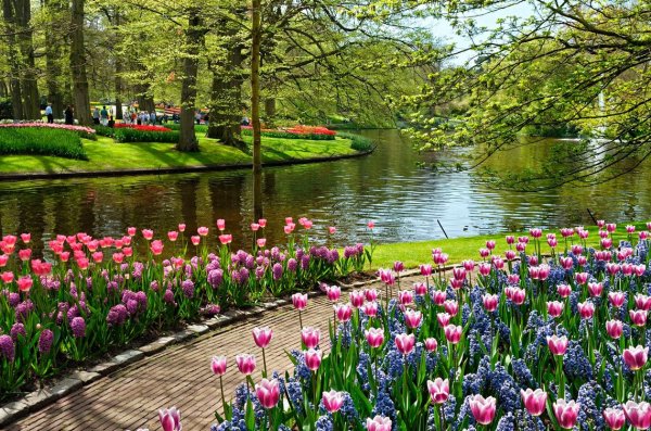 Цветущая природа