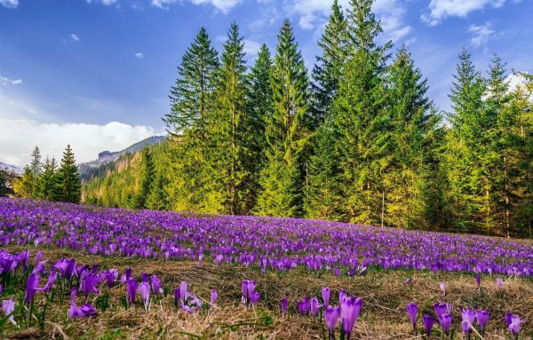 Весна цветущие сады