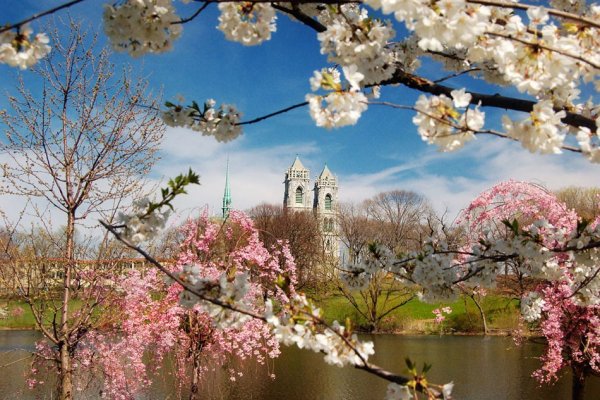 Горы река цветы