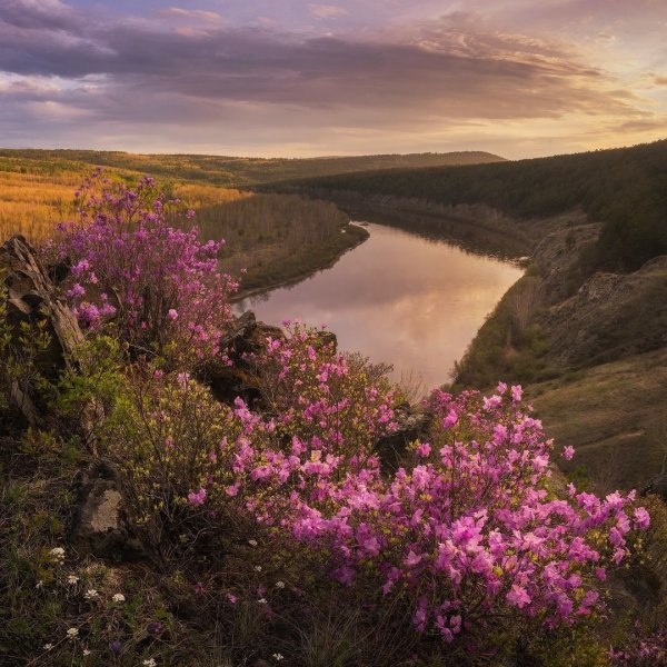 Багульник Забайкальский