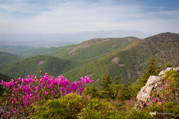 Багульник сопки Забайкальский