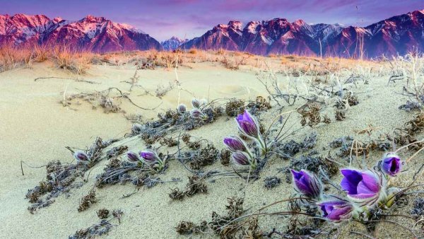 Урочище Чарские Пески