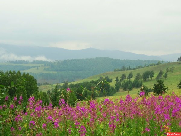 Природа Забайкальского края лето