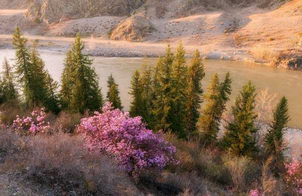Горный Алтай цветение багульника