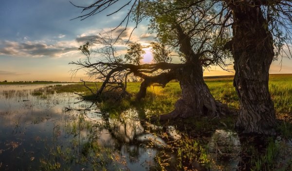 Астраханский заповедник галерейные ивовые леса