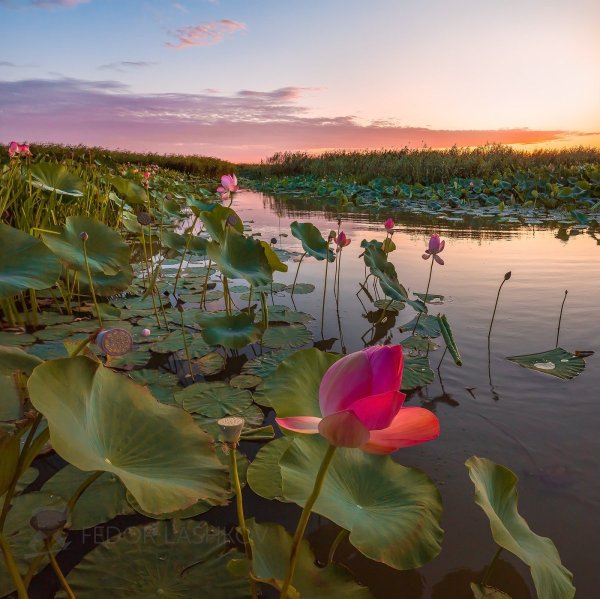 Озеро лотосов Галкино