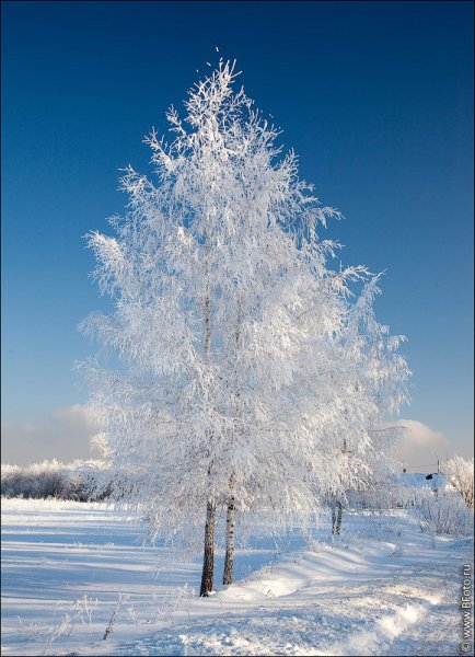 Зимний фон картинки