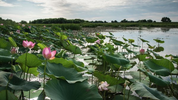 Лотосовые поля Астрахань