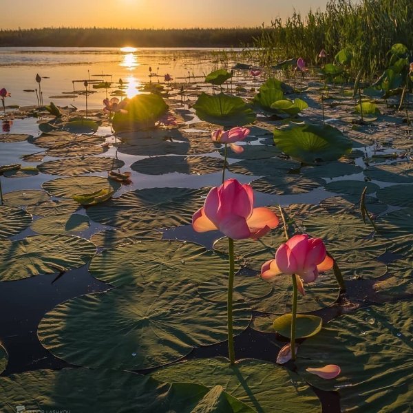 Биосферный заповедник Астрахань