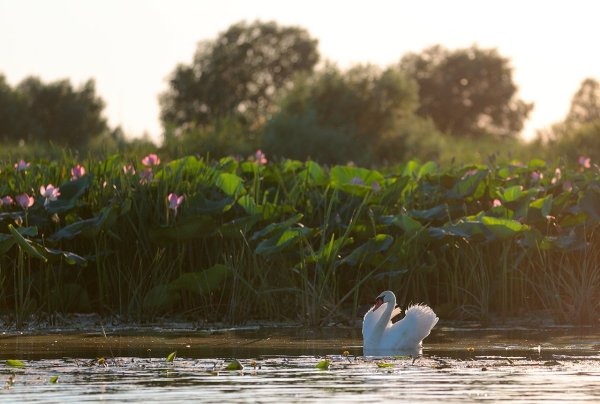 Астрахань Дельта Волги лебеди