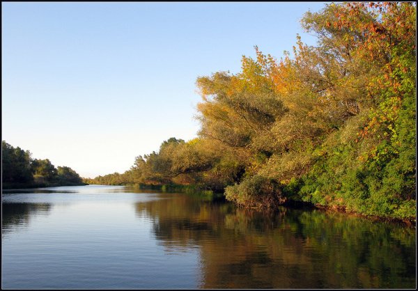Астраханский заповедник галерейные ивовые леса