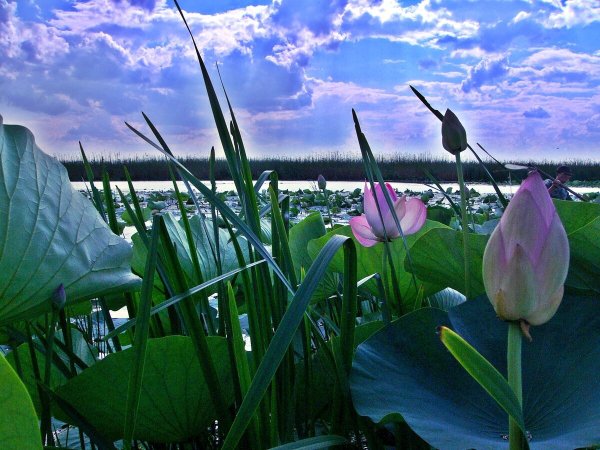 Дельта реки Волга в Астрахани