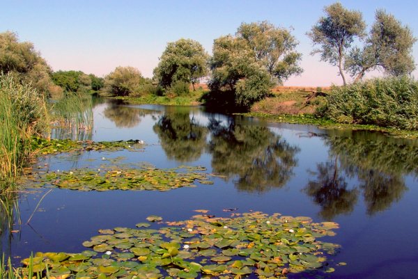 Дельта реки Кубань белые кувшинки