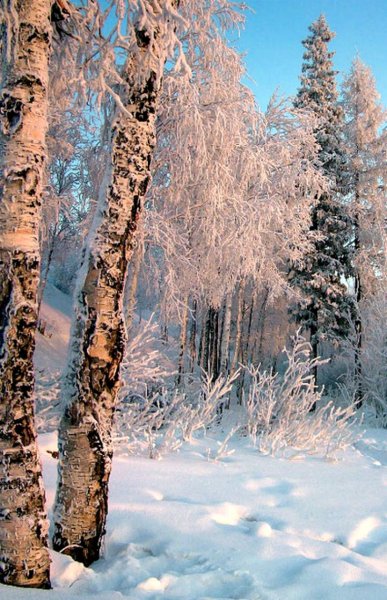 Красивый лес зимой