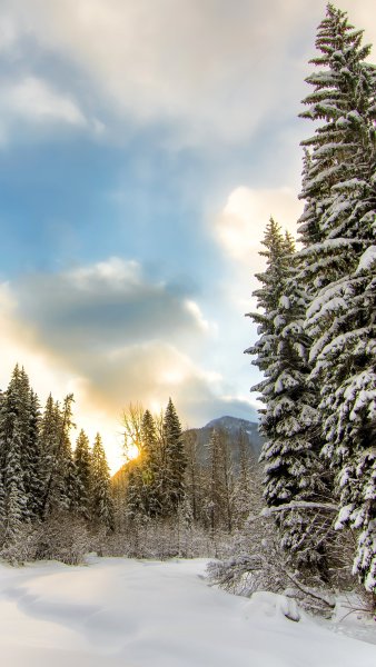 Зимний парк фото высокого качества