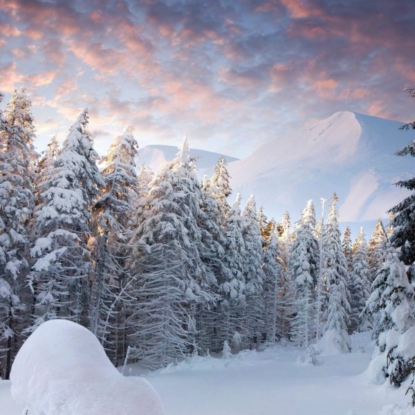 Заснеженная елка