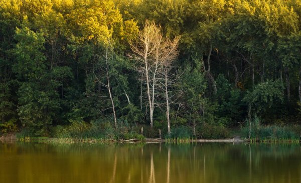 Тамбовская природа