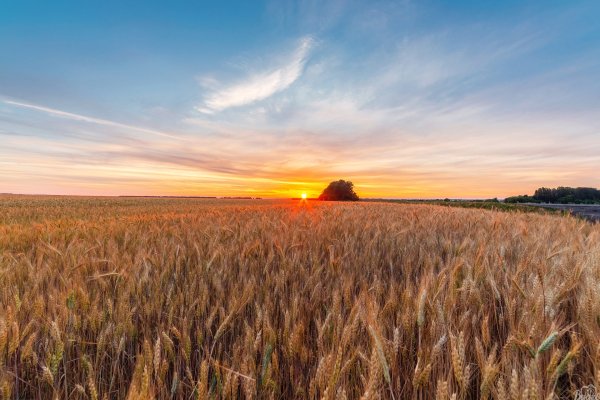 Поля Тамбовской области