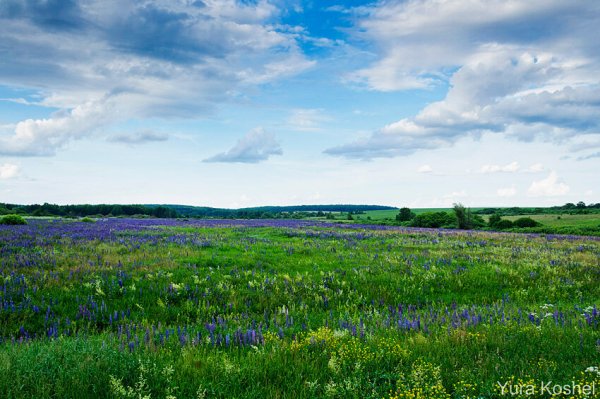 Степи Тамбова