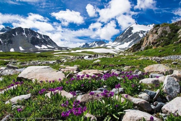 Алтая горный Алтай