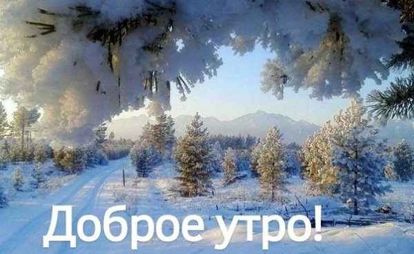 Доброе утро снежный лес