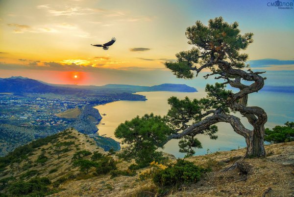 Сосна Крымская Фиолент