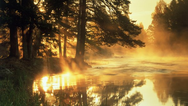 Утро в лесу