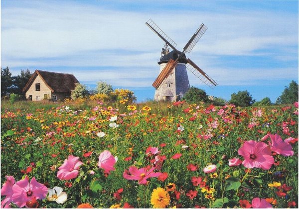 Цветочные поля с мельницей