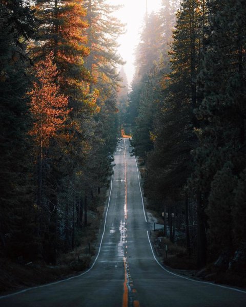 Природа лес дорога