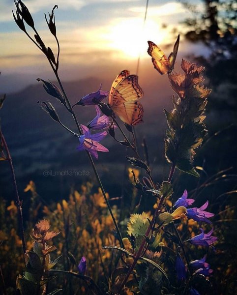 Пейзаж Вдохновение