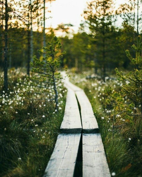 Грусть природа