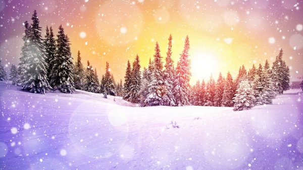 В новогоднем лесу