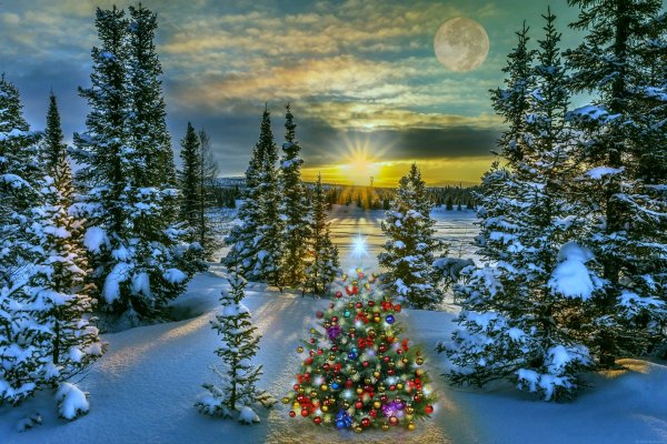 Красивая елка в лесу