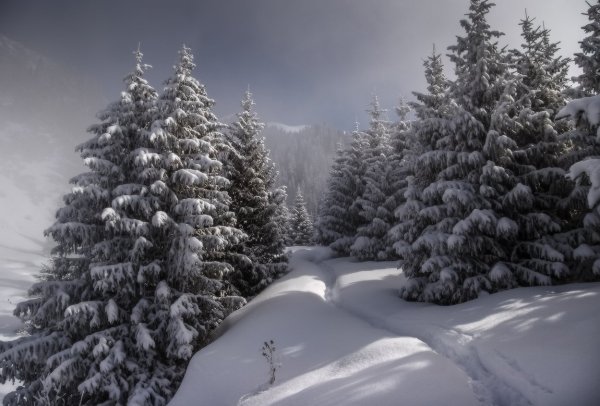 Зимний пейзаж с елями