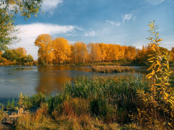 Болва Людиново осень