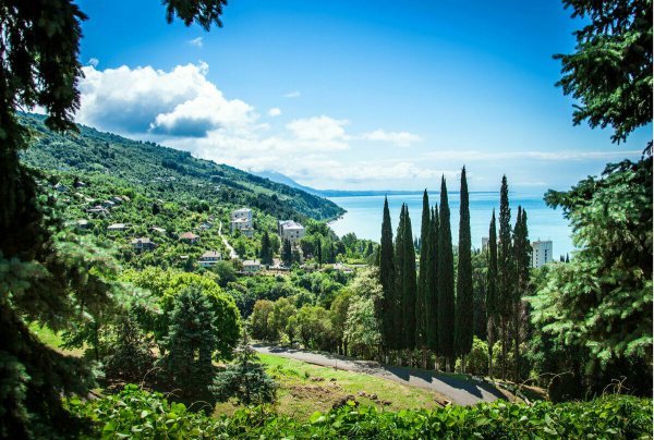 Кипарисы Абхазии в Абхазии