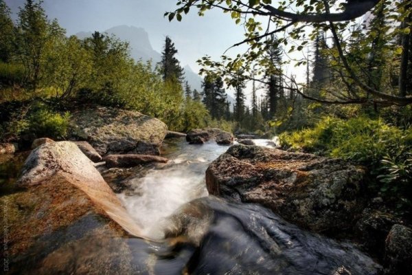 Тайга Сибири Красноярск