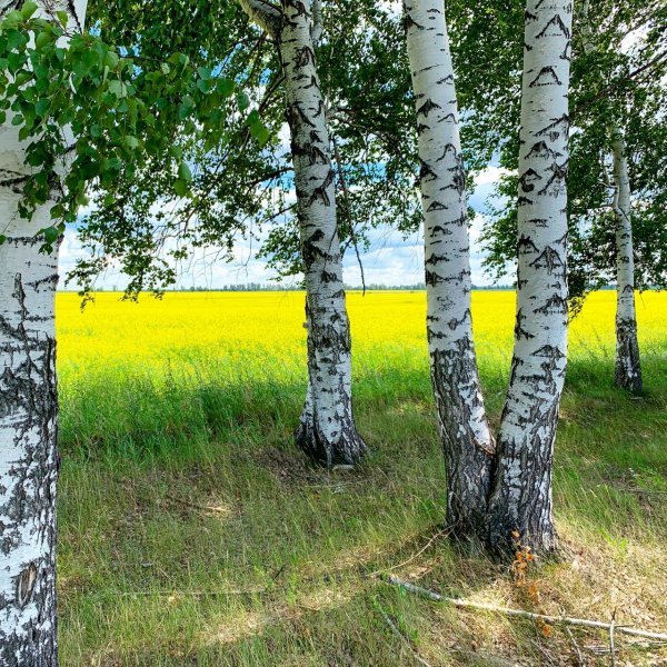 Деревья Ульяновской области