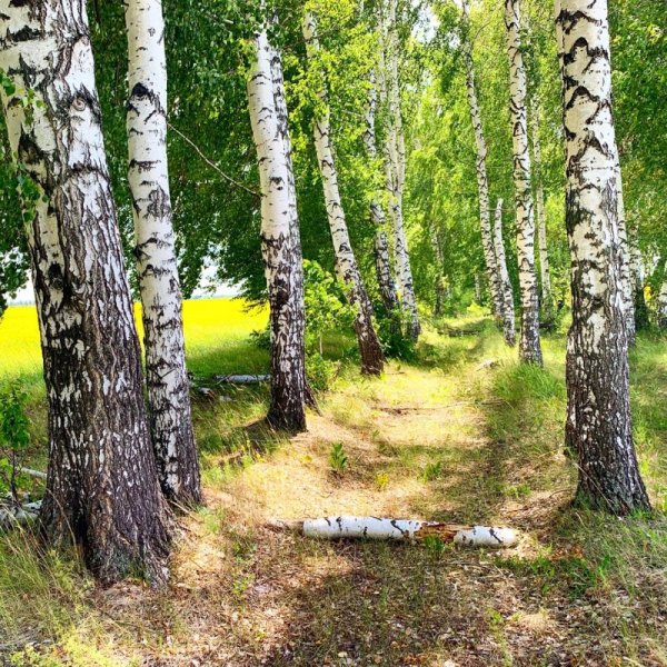 Лес Ульяновской области