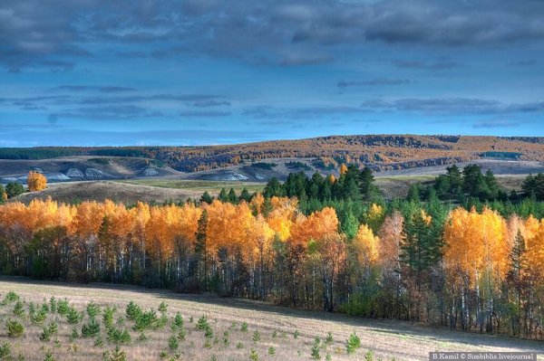 Лесостепь Ульяновской области