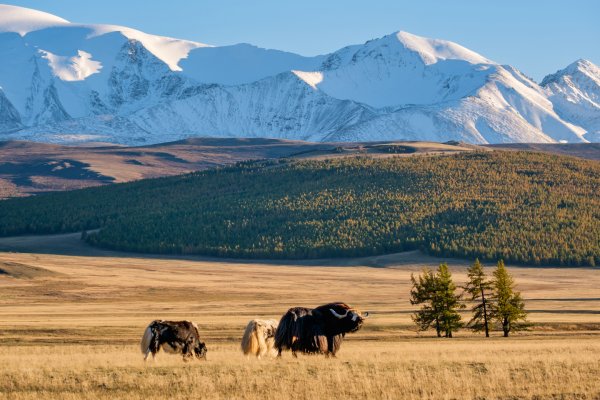 Вершина Монгун Тайга
