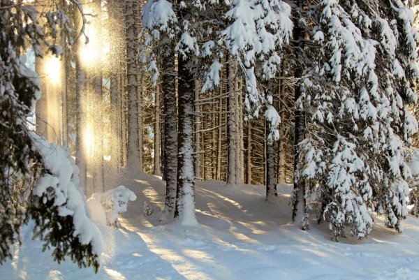 Зимний пейзаж Уральский лес