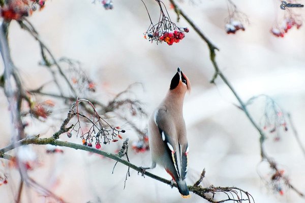 Сьюзен Бордет птицы зима