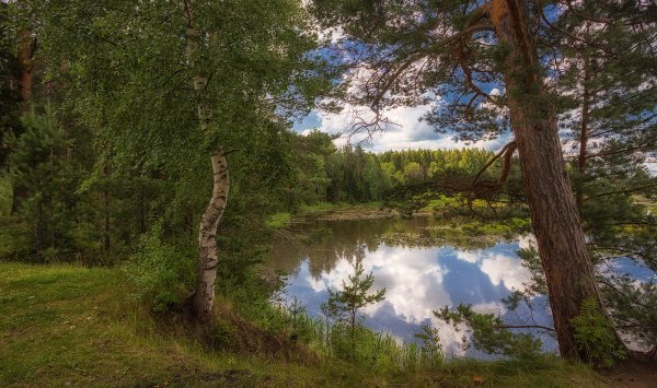 Кострома природа лес река
